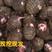 新鲜红芽芋，大量现货供应，量大从优，产地直销