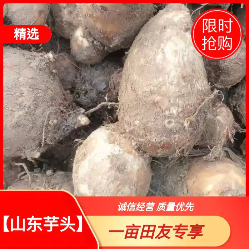 芋头芋头8520山东产地直销【口感好】欢迎前来看货咨询