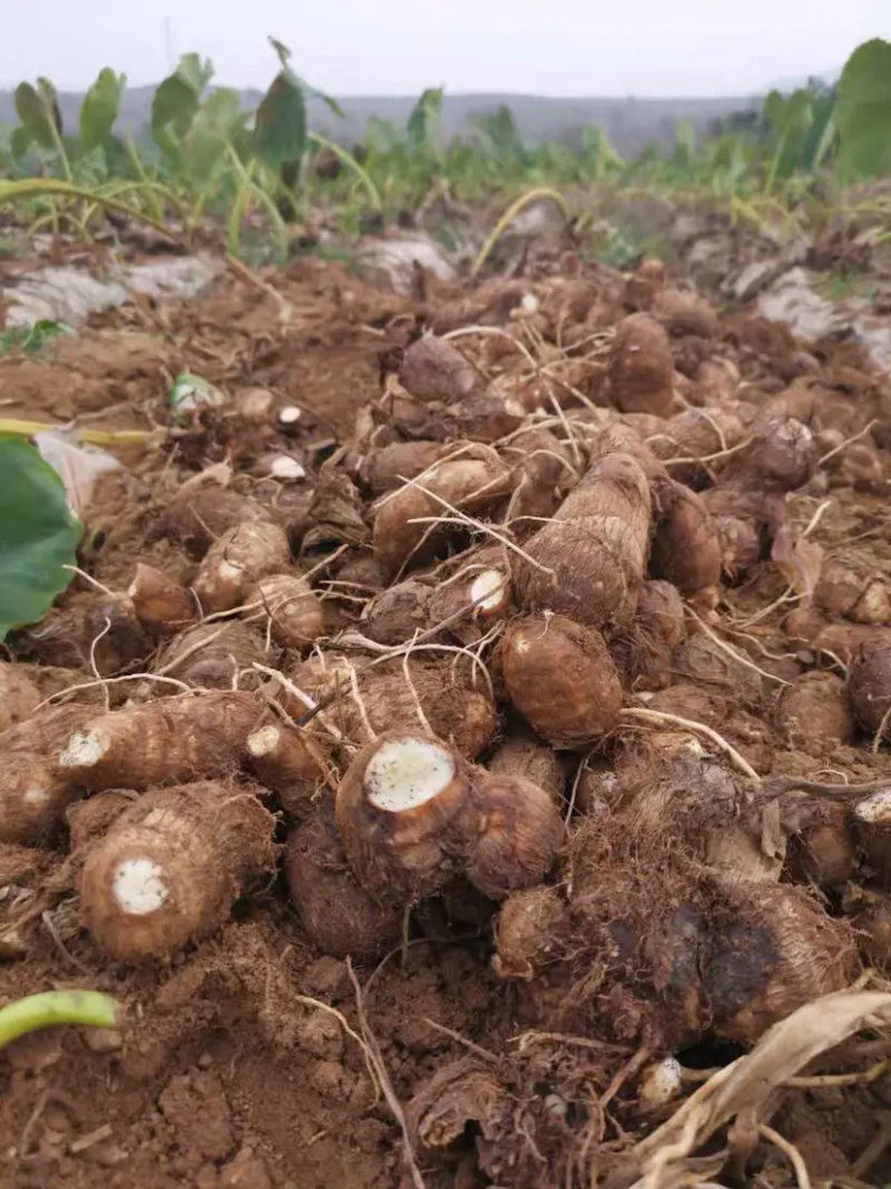 芋头芋头8520山东产地直销【口感好】欢迎前来看货咨询