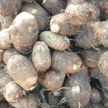 芋头芋头8520山东产地直销【口感好】欢迎前来看货咨询