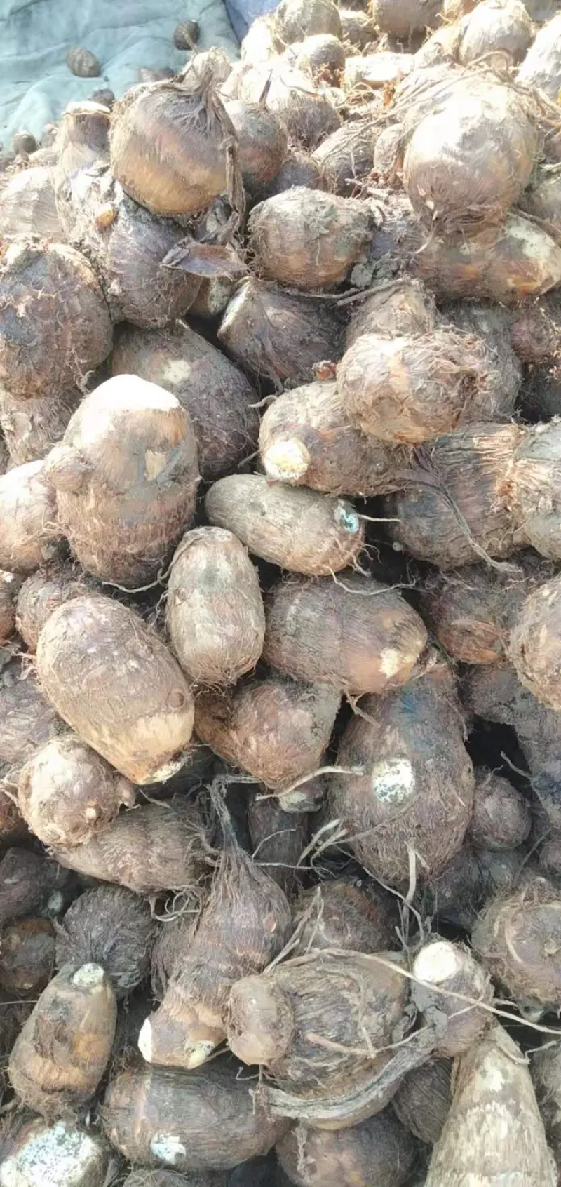 芋头芋头8520山东产地直销【口感好】欢迎前来看货咨询