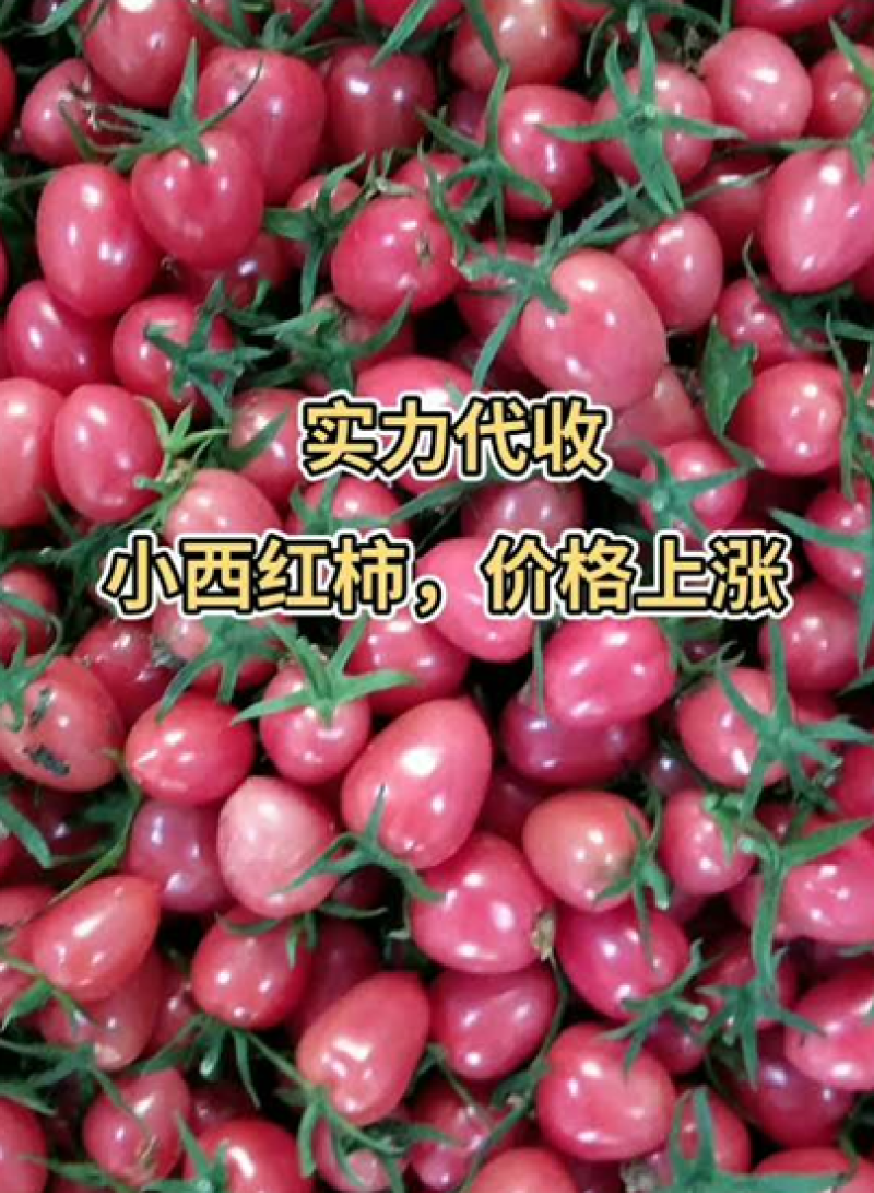 山东，济阳圣女果，质量好，价格便宜，专业代收。