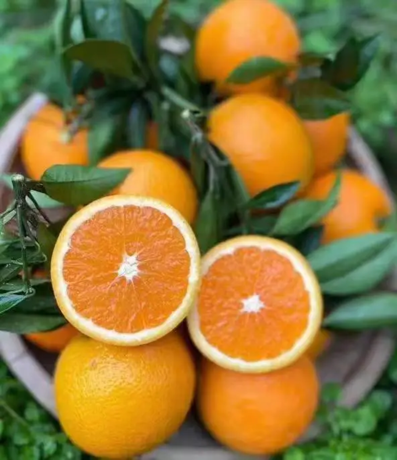 爱媛果冻橙九月红果冻橙对应电商社区团购商超各大市场