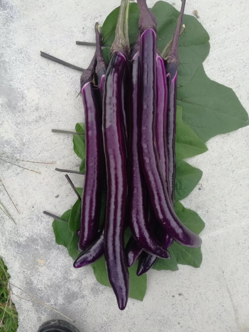 杭茄2010系列种苗烧烤细长茄苗嫁接紫红长茄子苗批发
