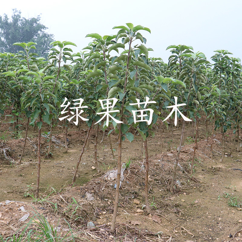 果树苗王林苹果苗青森明月苹果树苗南北方种基地直销