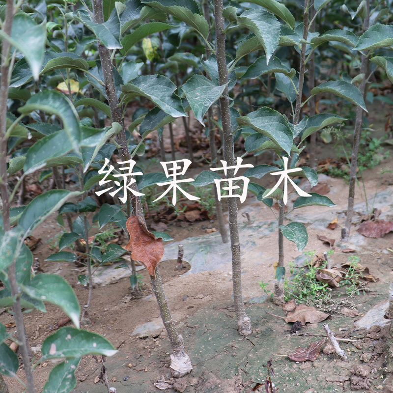 果树苗王林苹果苗青森明月苹果树苗南北方种基地直销