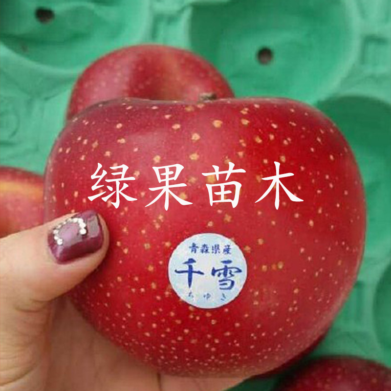 日本引进新品种千雪苹果苗嫁接苹果苗南北方种植