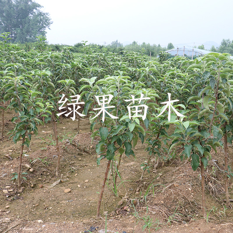 冰糖心红富士苹果苗基地直销纯度保证包成活包邮