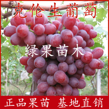 克伦生葡萄苗无核克葡萄苗实地考察包品种提技术指导