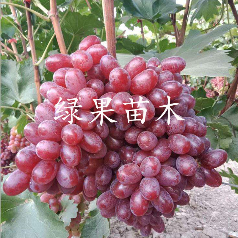 克伦生葡萄苗无核克葡萄苗实地考察包品种提技术指导