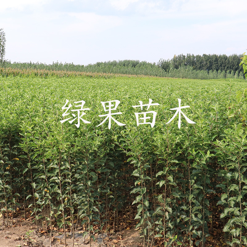 蜜脆苹果苗秦脆香红瑞阳瑞雪华硕苹果苗