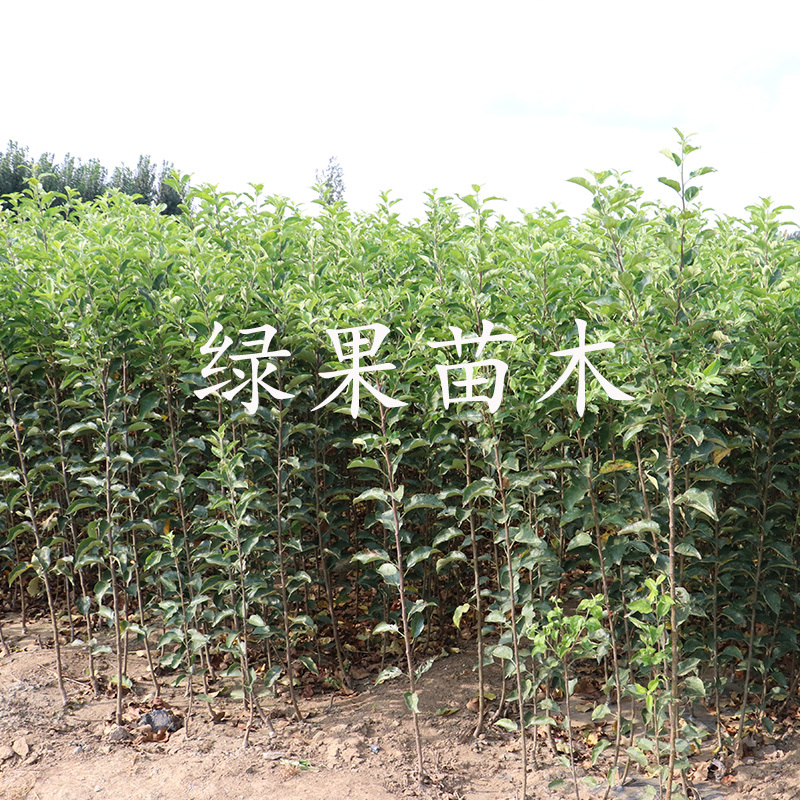 蜜脆苹果苗秦脆香红瑞阳瑞雪华硕苹果苗