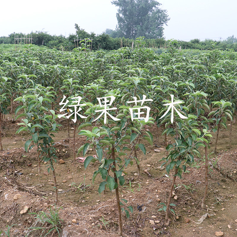 蜜脆苹果苗秦脆香红瑞阳瑞雪华硕苹果苗