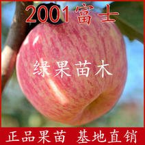 2001红富士苹果苗乔华矮化烟富苹果苗基地直销