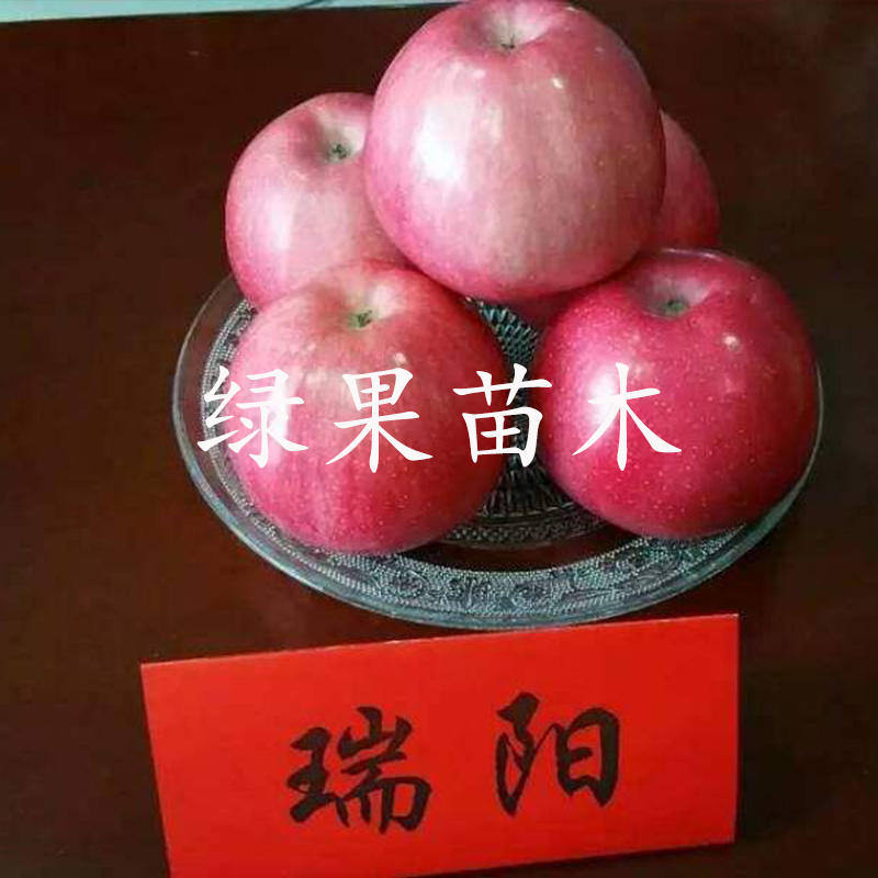 瑞阳瑞雪苹果树苗纯度提供技术支持