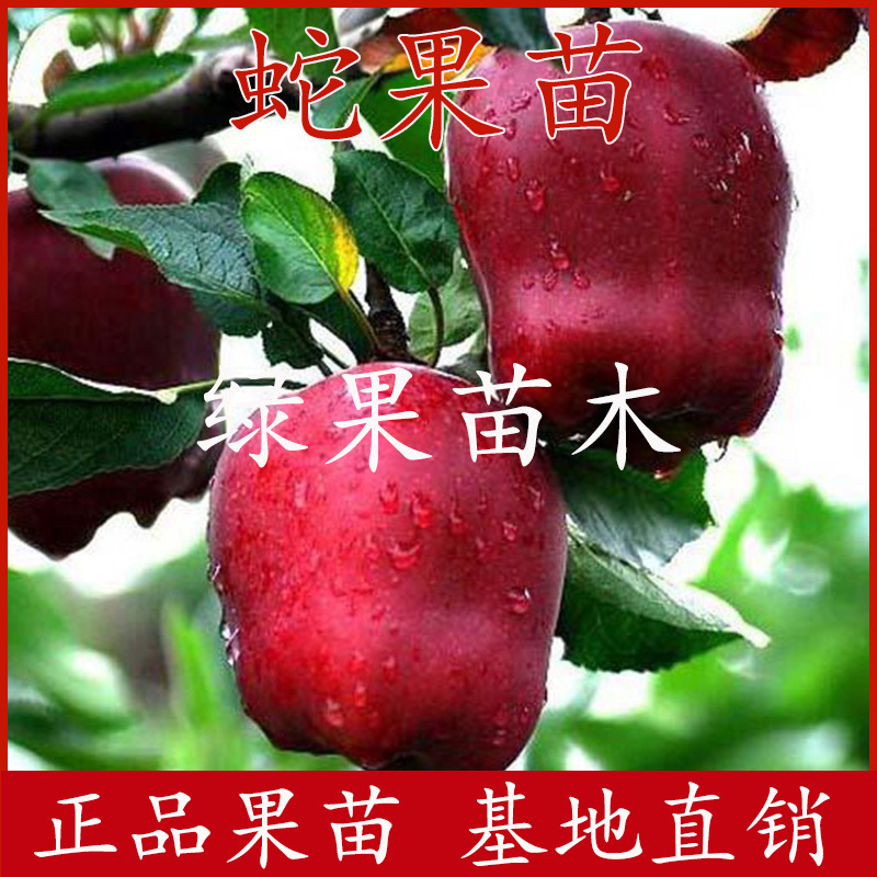 蛇果苗花牛苹果苗红蛇果树苗基地直销纯度保证