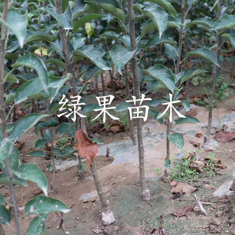 蛇果苗花牛苹果苗红蛇果树苗基地直销纯度保证