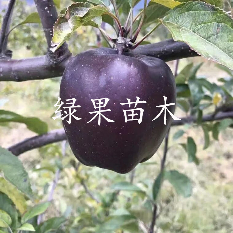 黑苹果苗黑卡苹果苗果苗提供技术指导
