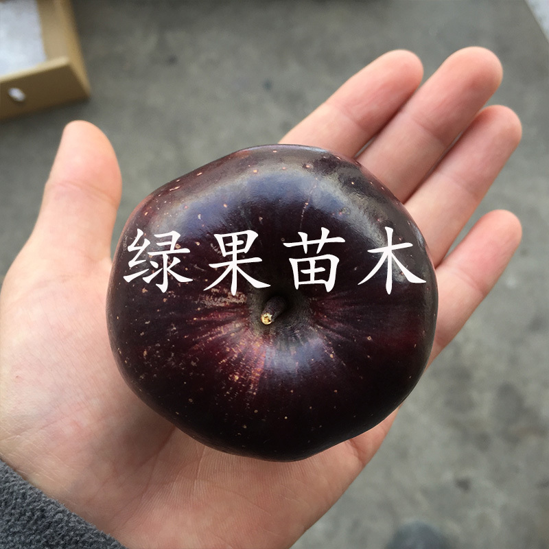 黑苹果苗黑卡苹果苗果苗提供技术指导