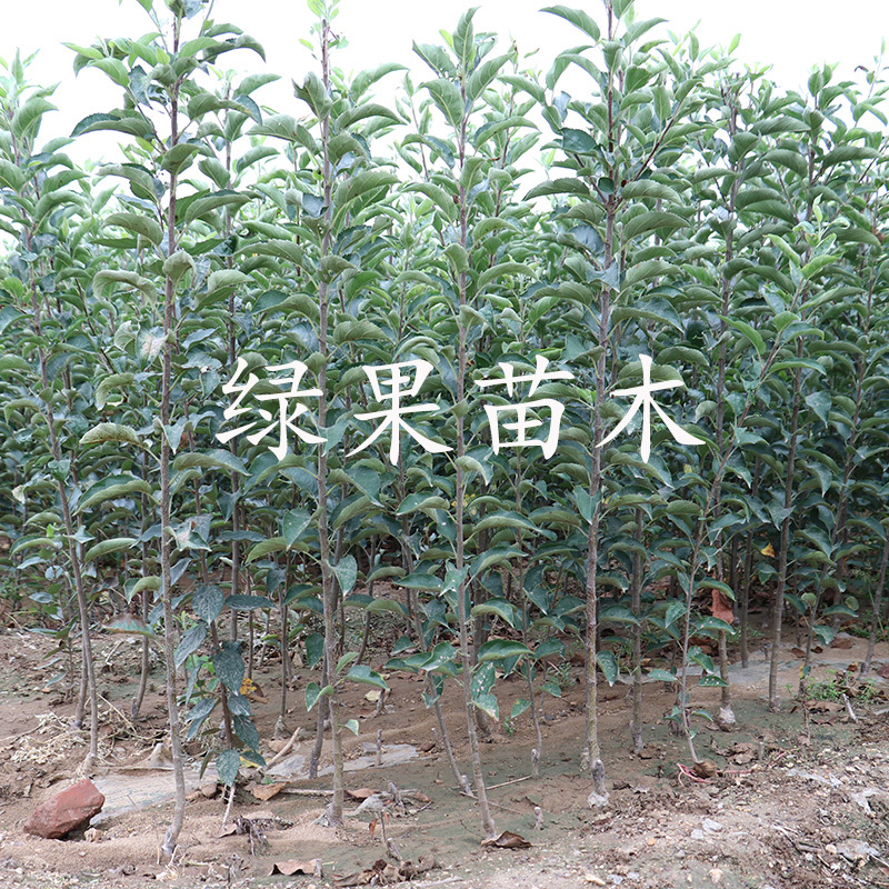 黑苹果苗黑卡苹果苗果苗提供技术指导