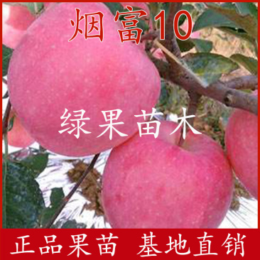 烟富10苹果苗烟富8号苹果树苗M9T33矮化乔华砧木