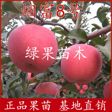烟富8号苹果苗神富一号基地直销纯度保证技术指导