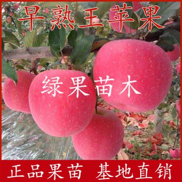早熟苹果苗华硕早熟富士王苹果苗基地直销纯度保证