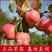 沙果苗小苹果花红果树苗耐寒好成活南北方均可种植