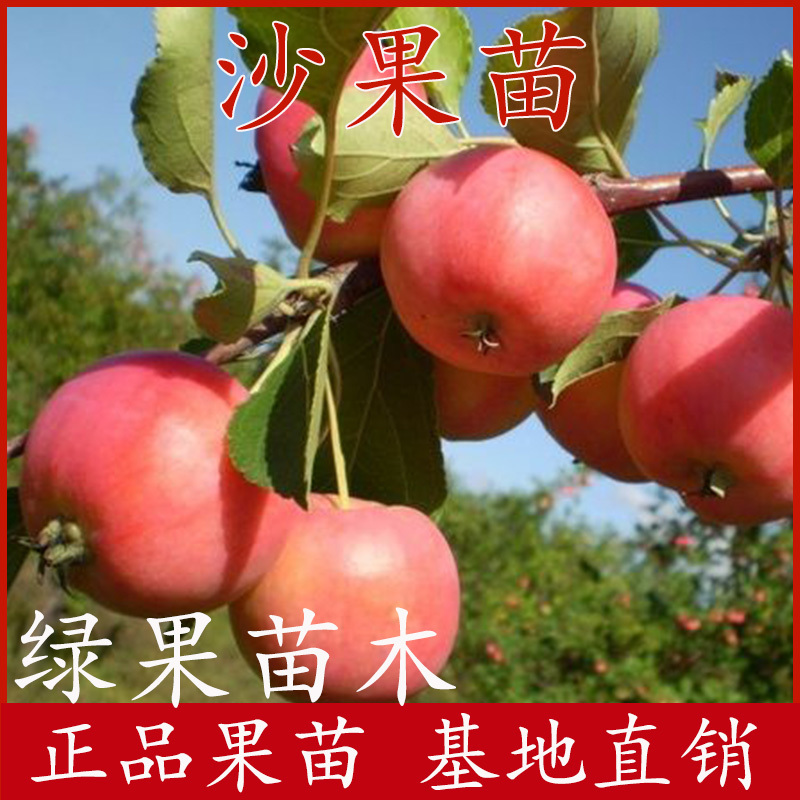 沙果苗小苹果花红果树苗耐寒好成活南北方均可种植
