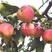 沙果苗小苹果花红果树苗耐寒好成活南北方均可种植