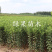 苹果树苗国光苹果苗嫁接苗南北方均可种植基地直销