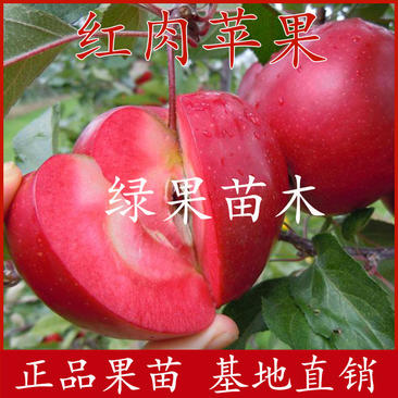 红肉苹果苗红色之爱苹果苗自产自销现挖现卖保证品种