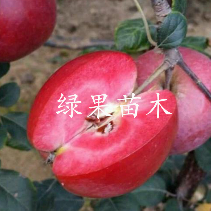 红肉苹果苗红色之爱苹果苗自产自销现挖现卖保证品种