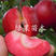 红肉苹果苗红色之爱苹果苗自产自销现挖现卖保证品种