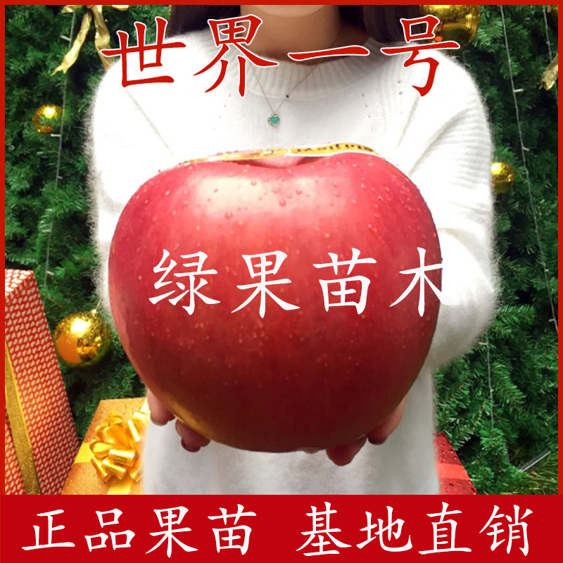 世界一号苹果苗新品种红富士嫁接苗基地直销包活