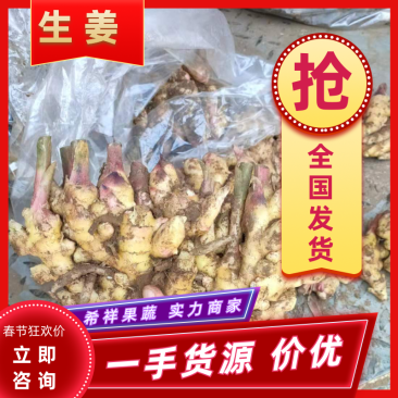 大黄姜山东大黄姜产地供货【一手货源】品质保证实力代办