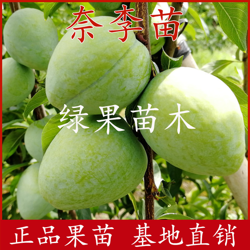 奈李苗黄金奈李苗青奈李苗油奈李子苗基地直销包活