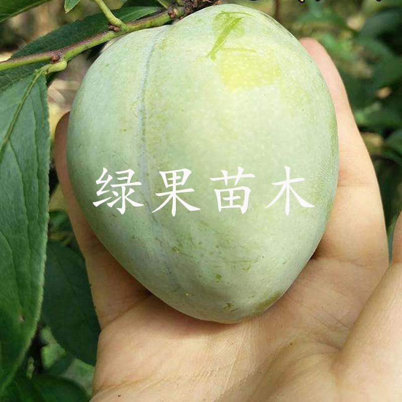 奈李苗黄金奈李苗青奈李苗油奈李子苗基地直销包活