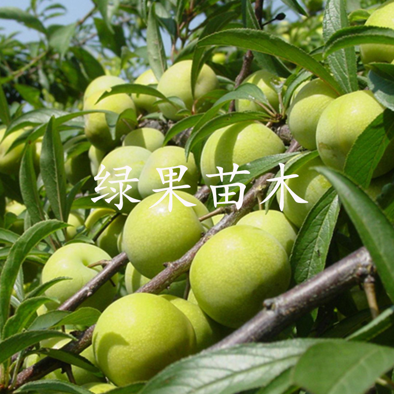 晚熟清脆李子苗脱骨脆红李苗空心青脆李蜂糖李子苗包邮