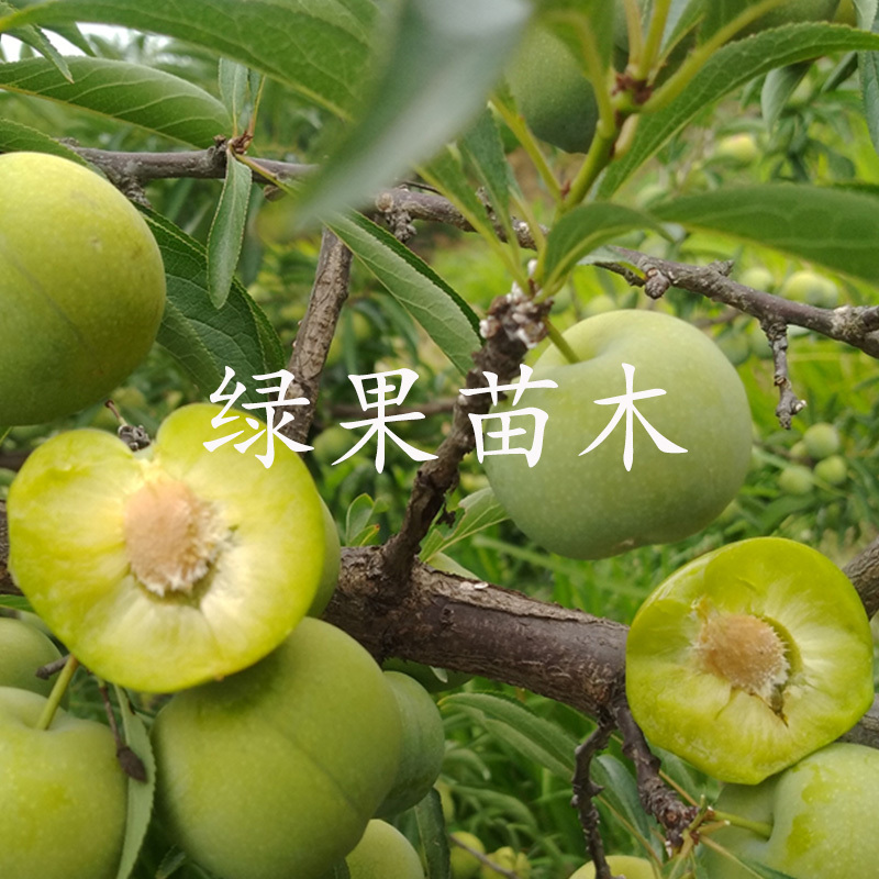 晚熟清脆李子苗脱骨脆红李苗空心青脆李蜂糖李子苗包邮