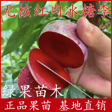 无核红肉冰糖李苗自然无核改良品种基地直销包邮