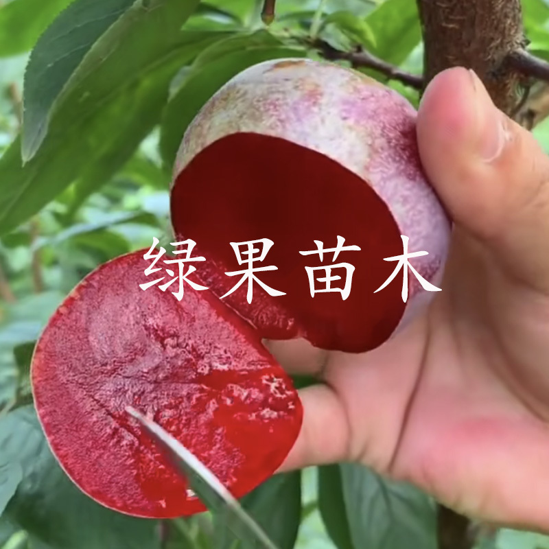 无核红肉冰糖李苗自然无核改良品种基地直销包邮