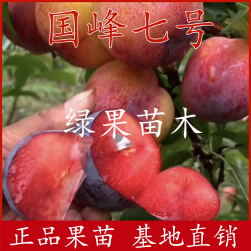国峰七号李子苗晚熟新品种国丰7李子苗基地直销包邮