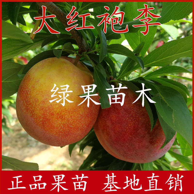 大红袍李子苗嫁接李苗基地直销提供种植技术