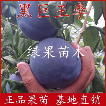 美国黑巨王李子苗巨型黑李苗大果丰产基地直销