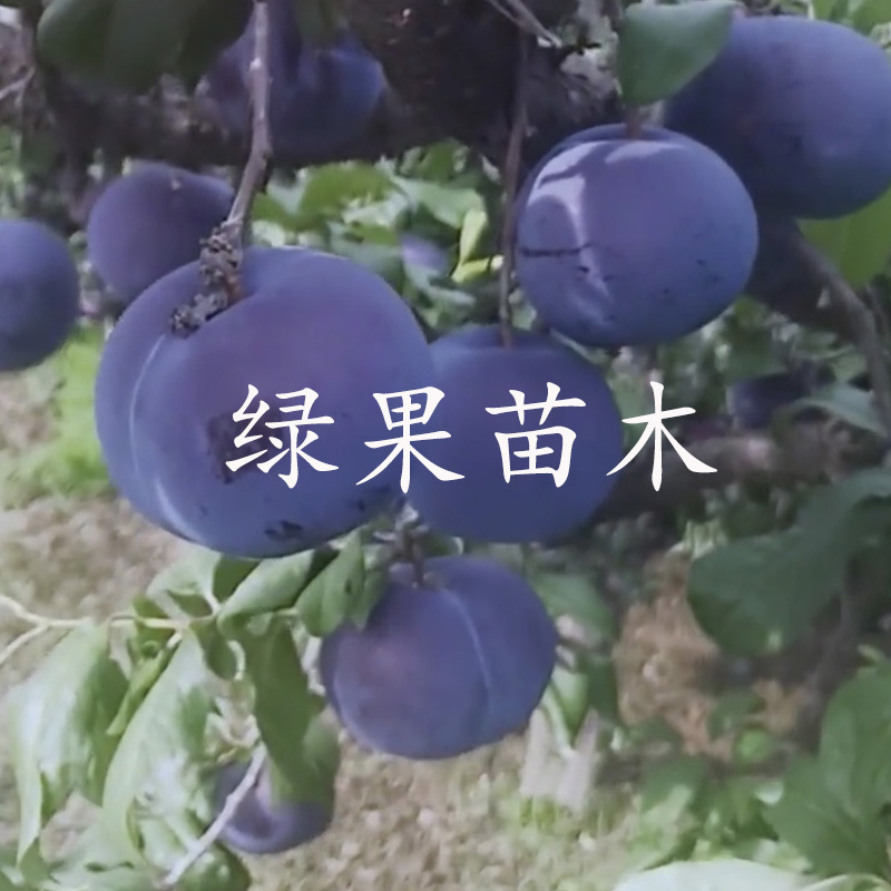 美国黑巨王李子苗巨型黑李苗大果丰产基地直销