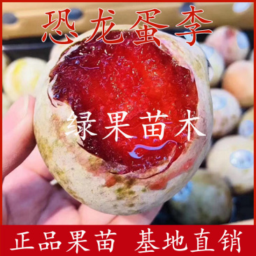 恐龙蛋李子苗血丝李苗基地直销保证品种包成活