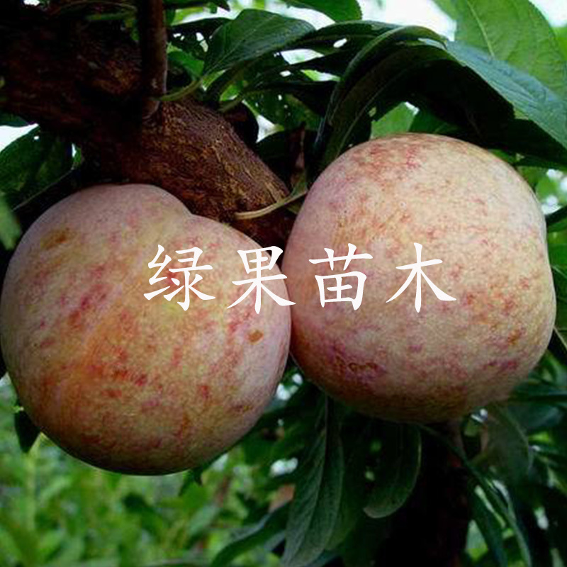 恐龙蛋李子苗血丝李苗基地直销保证品种包成活