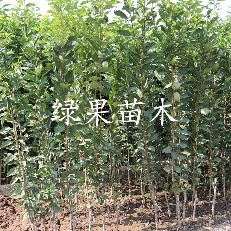 恐龙蛋李子苗血丝李苗基地直销保证品种包成活