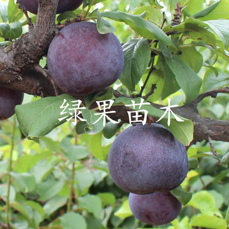 黑布林李子苗布朗李苗嫁接李苗基地直销纯度保证